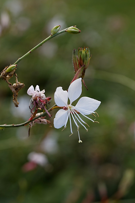 Jardin des Impressionnistes-116
